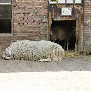Sheep and goat