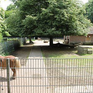 Domestic animal enclosure