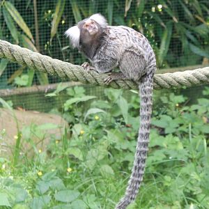 Common marmoset