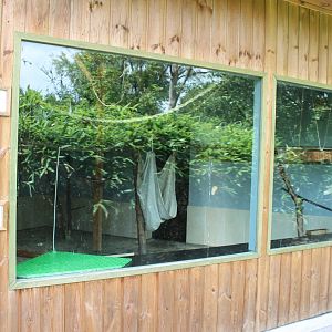 Indoor enclosure Common marmoset