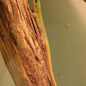 Phelsuma laticauda