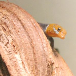 Gonatodes albigularis