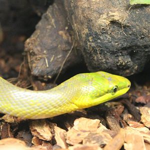 Gonyosoma oxycephala