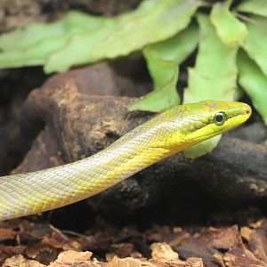 Gonyosoma oxycephala