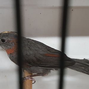 Tanager ID