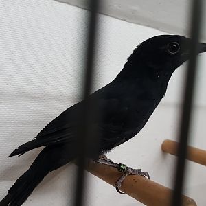African Black Flycatcher