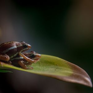 Phantasmal poison-dart frog : Paignton : 17 Oct 2016