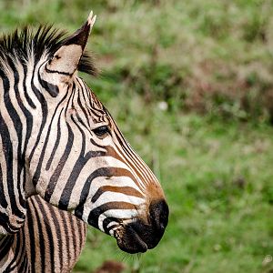 Hartmann's mountain zebra : Paignton : 17 Oct 2016