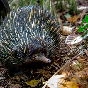 Short-beaked echidna : Paignton : 17 Oct 2016
