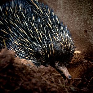 Short-beaked echidna : Paignton : 17 Oct 2016