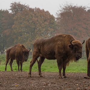 Wisent / European bison : Whipsnade : 04 Nov 2016