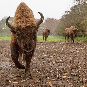 Wisent / European bison : Whipsnade : 04 Nov 2016