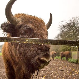 Wisent / European bison : Whipsnade : 04 Nov 2016
