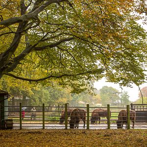 Wisent / European bison : Whipsnade : 04 Nov 2016