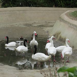 coscoroba and black necked swans - duck id needed