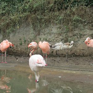 chilean flamingos breeding group