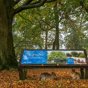 Patagonian mara : Whipsnade : 04 Nov 2016