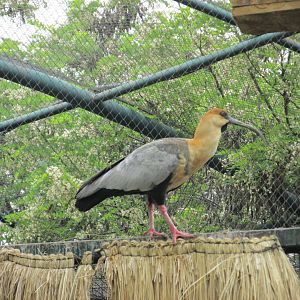 black faced ibis