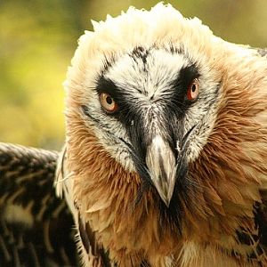 Bearded Vulture