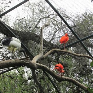 scarlet and egyptian ibis