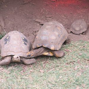 yellow footed tortoise