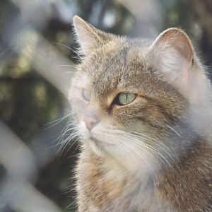European Wildcat (Felis silvestris silvestris) at Alpenzoo Innsbruck - April 11 2015