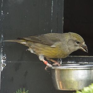 Red Crossbill (Loxia curvirostra curvirostra) at Alpenzoo Innsbruck - April 11 2015