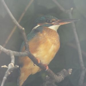Common Kingfisher (Alcedo atthis) at Alpenzoo Innsbruck - April 11 2015