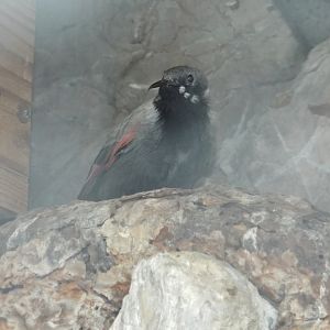 Wallcreeper (Tichodroma muraria) at Alpenzoo Innsbruck - April 11 2015
