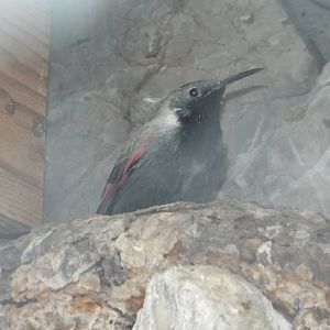 Wallcreeper (Tichodroma muraria) at Alpenzoo Innsbruck - April 11 2015