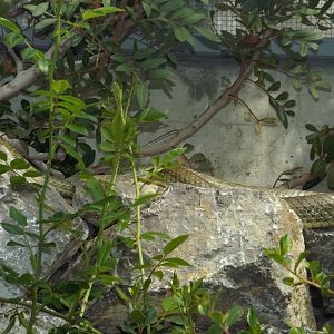 Western Montpellier Snake (Malpolon monspessulanus) at Alpenzoo Innsbruck - April 11 2015