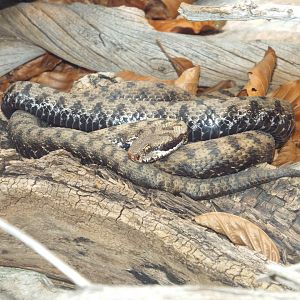 Asp Viper (Vipera aspis) at Alpenzoo Innsbruck - April 11 2015
