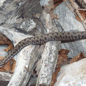 Asp Viper (Vipera aspis) at Alpenzoo Innsbruck - April 11 2015
