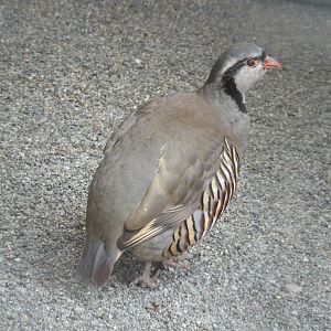 Alpine Rock Partridge (Alectoris graeca saxatilis) at Alpenzoo Innsbruck - April 11 2015