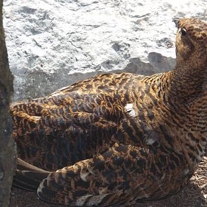 Eurasian Black Grouse (Lyrurus tetrix) at Alpenzoo Innsbruck - April 11 2015