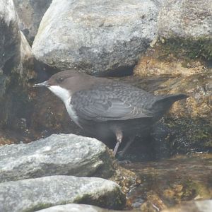 Central European Dipper (Cinclus cinclus aquaticus) at Alpenzoo Innsbruck - April 11 2015