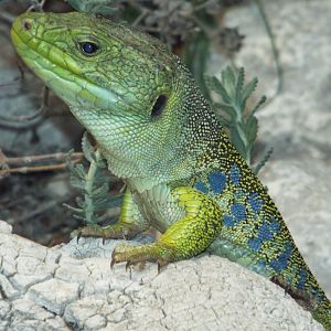 Ocellated Lizard (Timon lepidus) at Alpenzoo Innsbruck - April 11 2015