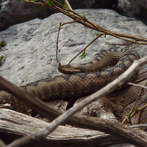 Nose-horned Viper (Vipera ammodytes ammodytes) at Alpenzoo Innsbruck - April 11 2015