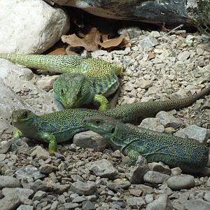 Ocellated Lizard (Timon lepidus) at Alpenzoo Innsbruck - April 11 2015