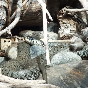 European Grass Snake (Natrix natrix natrix) at Alpenzoo Innsbruck - April 11 2015