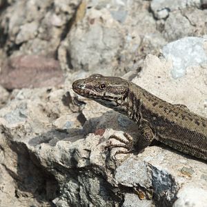 Viviparous Lizard (Zootoca vivipara) at Alpenzoo Innsbruck - April 11 2015