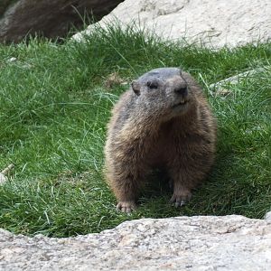 Alpine Marmot (Marmota marmota marmota) at Alpenzoo Innsbruck - April 11 2015