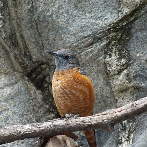 Common Rock-thrush (Monticola saxatilis) at Alpenzoo Innsbruck - April 11 2015