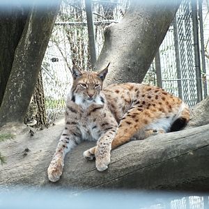 Carpathian Lynx (Lynx lynx carpathicus) at Alpenzoo Innsbruck - April 11 2015