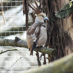 Hawfinch (Coccothraustes coccothraustes coccothraustes) at Alpenzoo Innsbruck - April 11 2015