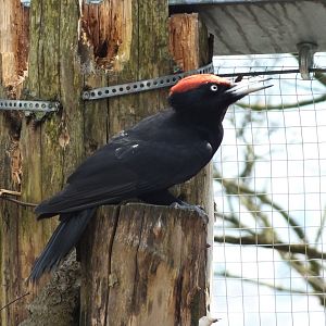 Black Woodpecker (Dryocopus martius) at Alpenzoo Innsbruck - April 11 2015