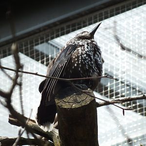 Eurasian Nutcracker (Nucifraga caryocatactes caryocatactes) at Alpenzoo Innsbruck - April 11 2015