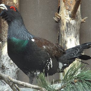 Western Capercaillie (Tetrao urogallus) at Alpenzoo Innsbruck - April 11 2015