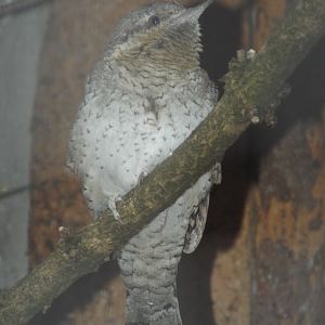 Eurasian Wryneck (Jynx torquilla) at Alpenzoo Innsbruck - April 11 2015
