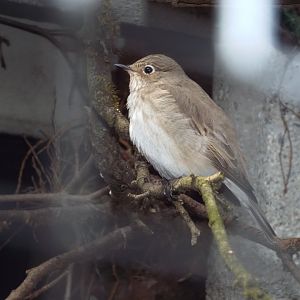 Spotted Flycatcher (Muscicapa striata striata) at Alpenzoo Innsbruck - April 11 2015